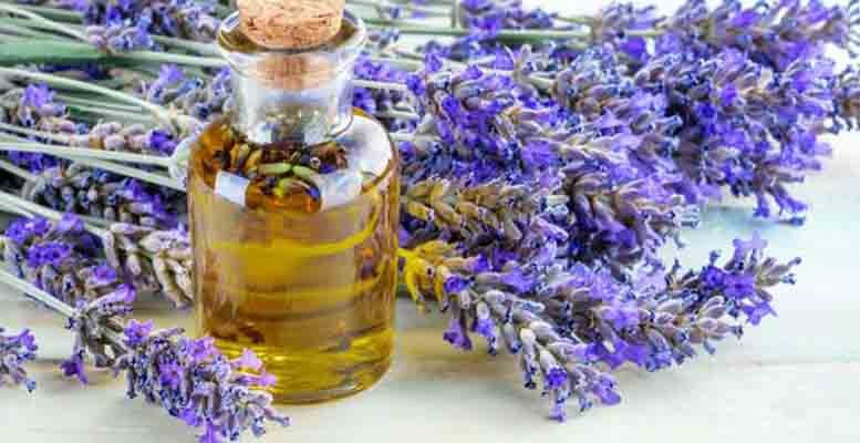 LAVANDA